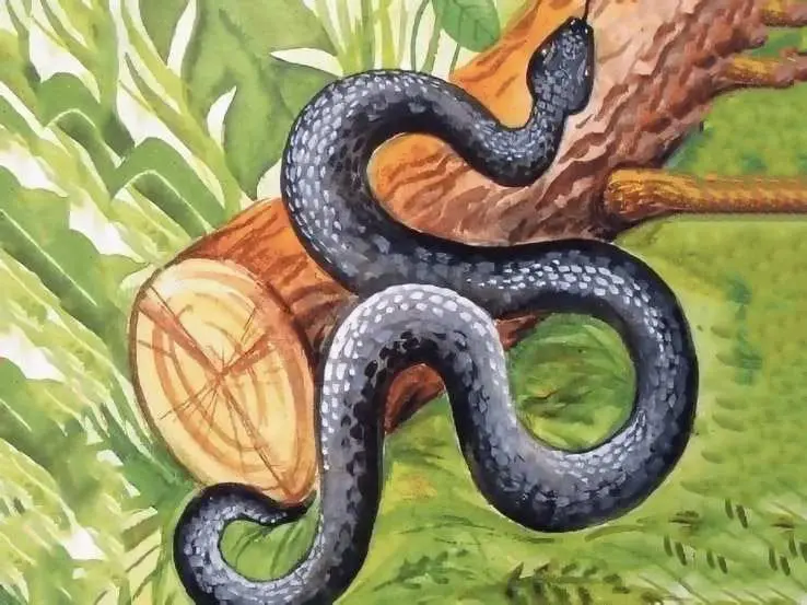 Тематическая беседа "Змеи"