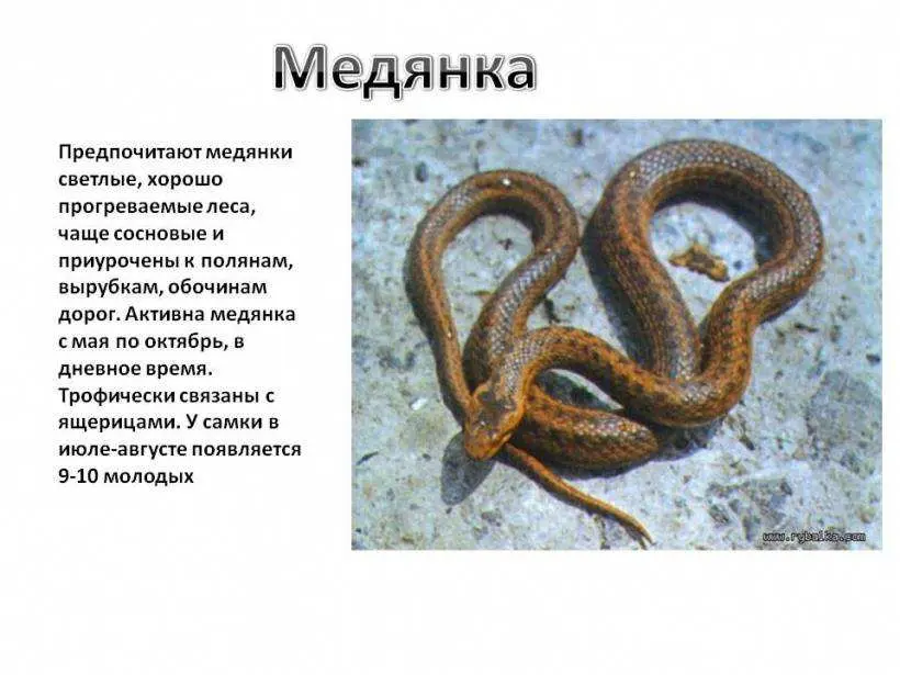 Тематическая беседа "Змеи"